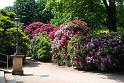 2009-05-19, Rhododendron (1)